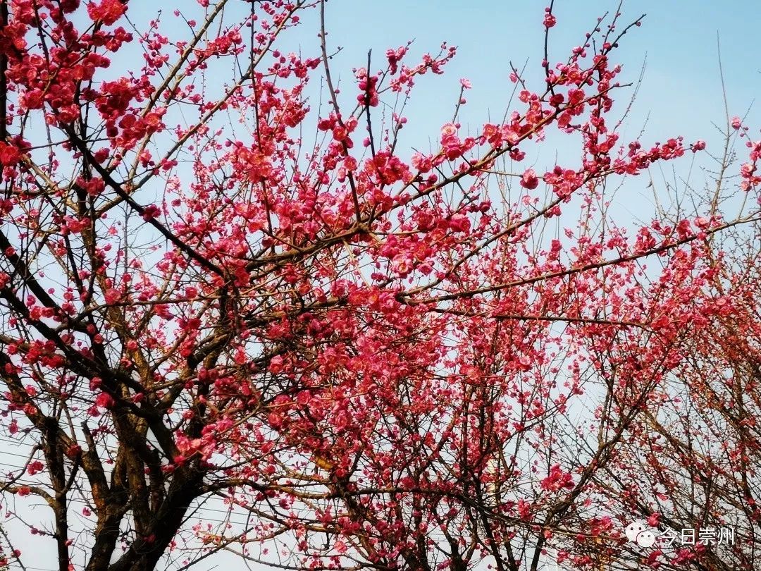 红梅花开迎春来,来崇州,开启2019赏花第一波!