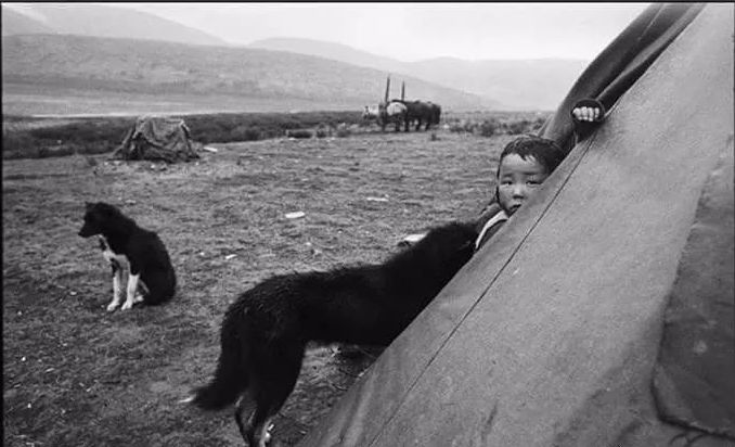 【圖集】蒙古稀有的原生犬 未分類 第4張