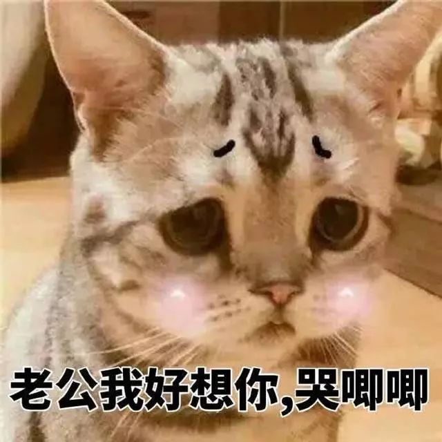 猫咪表情包:我脸搁这了,就看你亲不亲