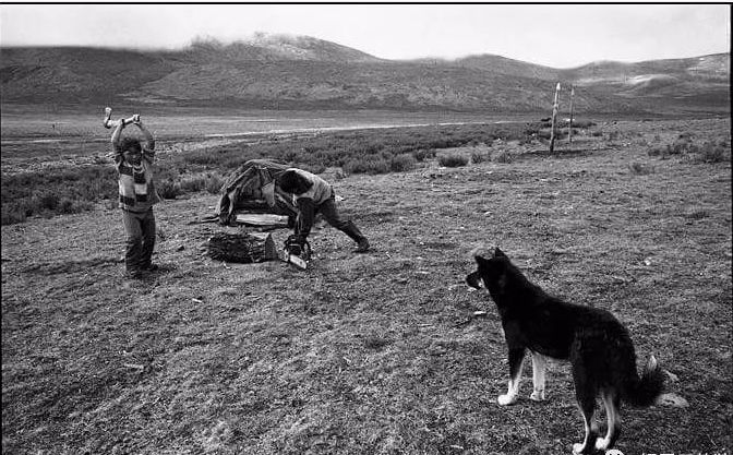 【圖集】蒙古稀有的原生犬 未分類 第5張