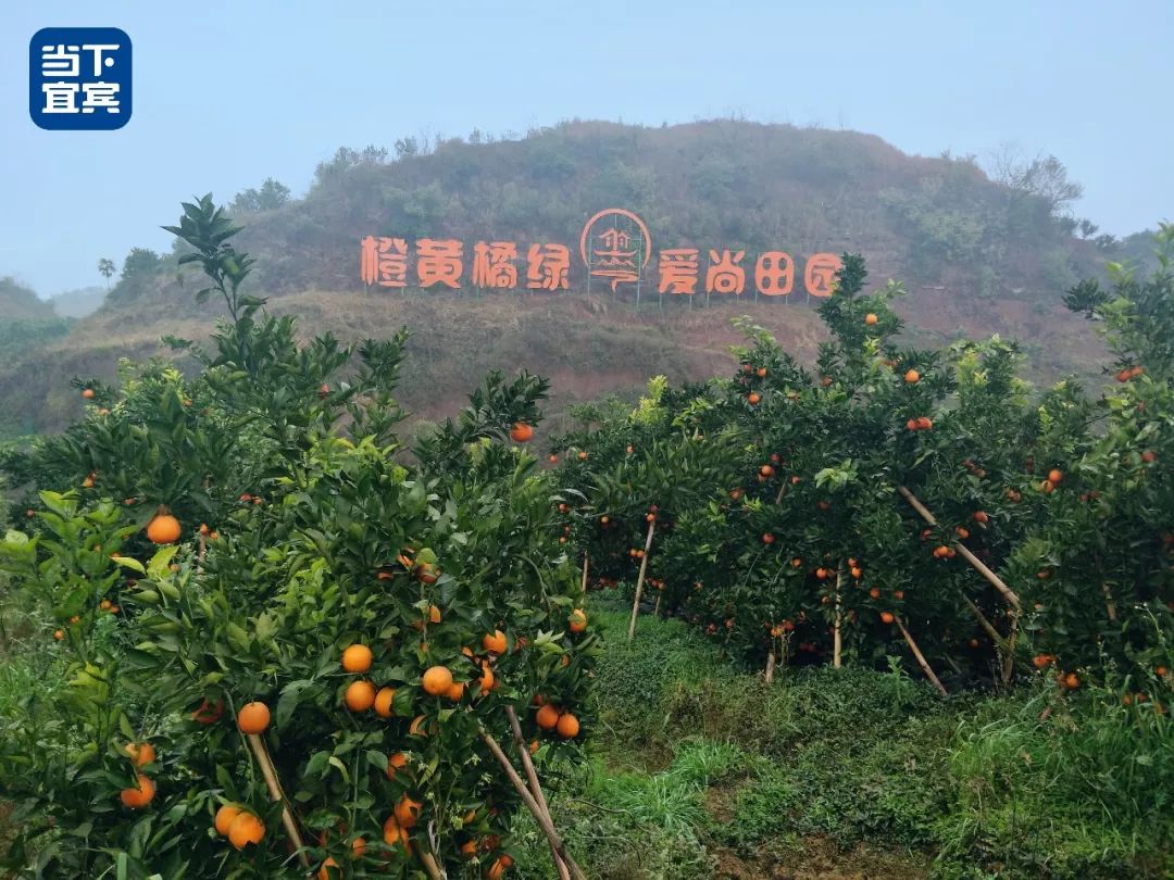 宜宾藏了个"主题小镇,不要门票!耍法超多!过年约~_柑橘