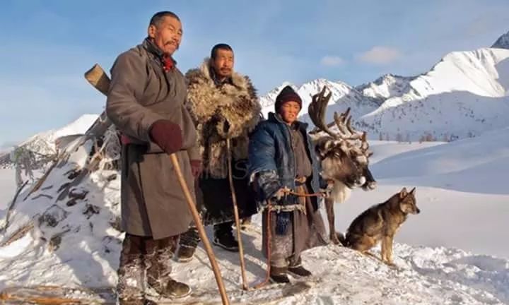 【圖集】蒙古稀有的原生犬 未分類 第8張