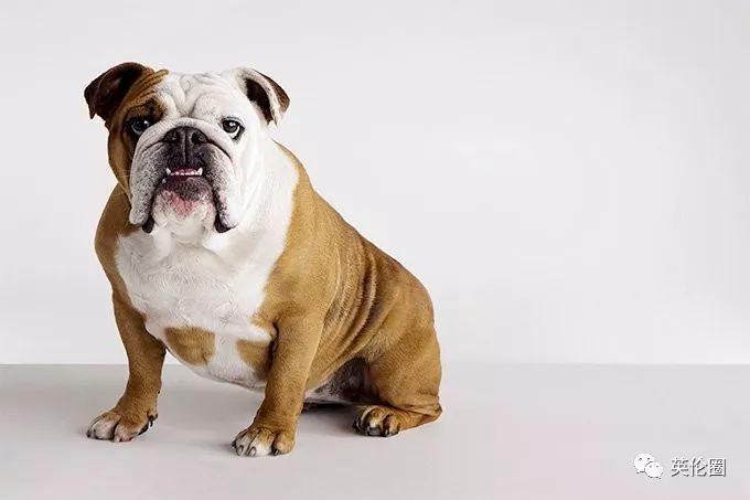 60 - basset hound  巴吉度犬 59 - british bulldog  英国斗牛犬 58