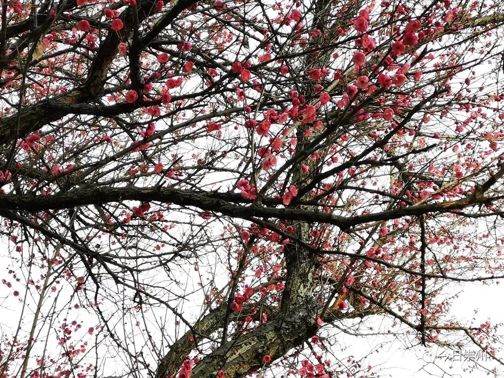 红梅花开迎春来,来崇州,开启2019赏花第一波!