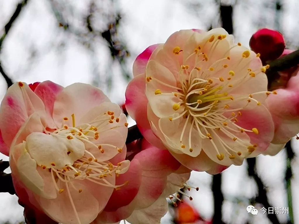 红梅花开迎春来,来崇州,开启2019赏花第一波!