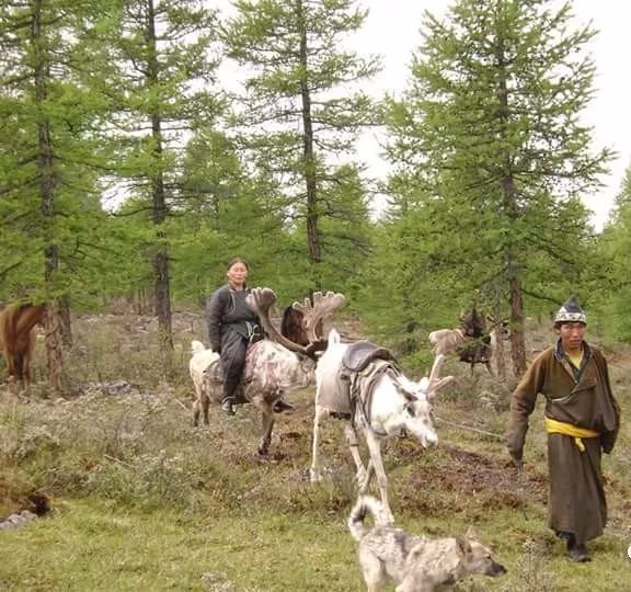 【圖集】蒙古稀有的原生犬 未分類 第19張
