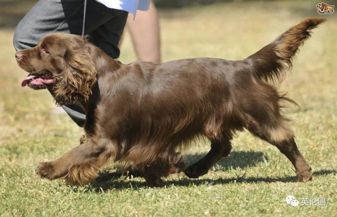 96 - sproodle/springerdoodle  纯种英国史宾格犬和贵宾犬的杂交品种