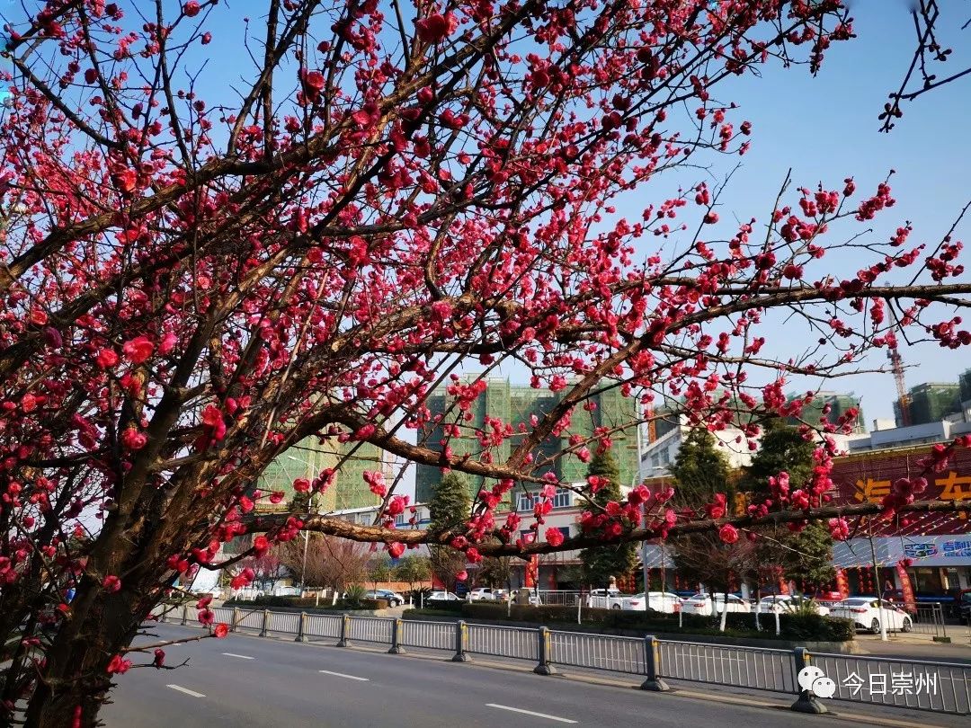 红梅花开迎春来,来崇州,开启2019赏花第一波!