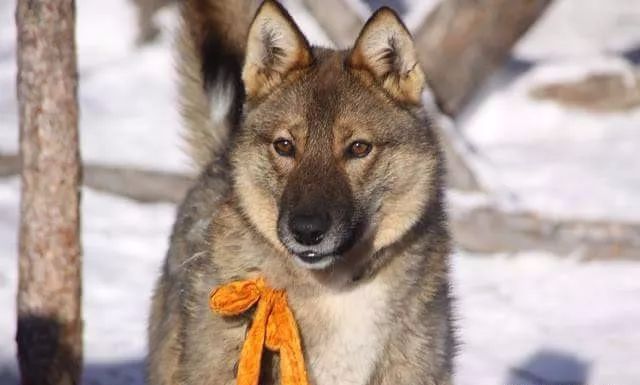 【圖集】蒙古稀有的原生犬 未分類 第14張