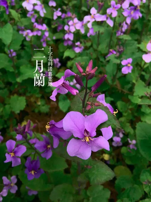 春日踏青赏花最全图