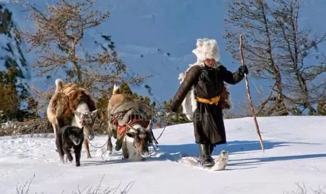 【圖集】蒙古稀有的原生犬 未分類 第21張