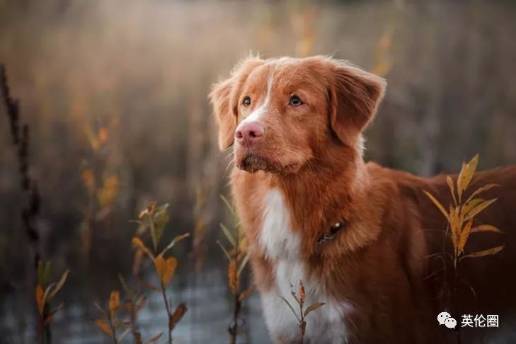 比熊犬 63 lhasa apso 拉萨犬 62 nova scotia retriever 斯科舍