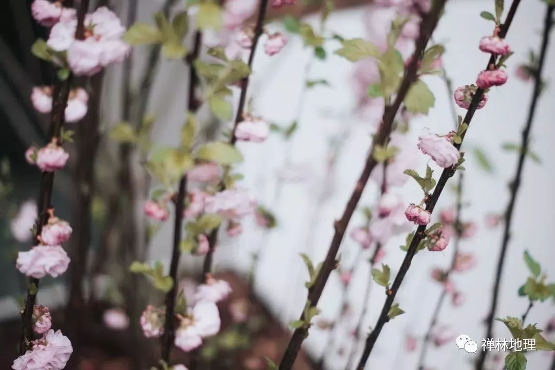 终日寻春不见春,芒鞋踏破岭头云. 归来偶把梅花嗅,春在枝头已十分.