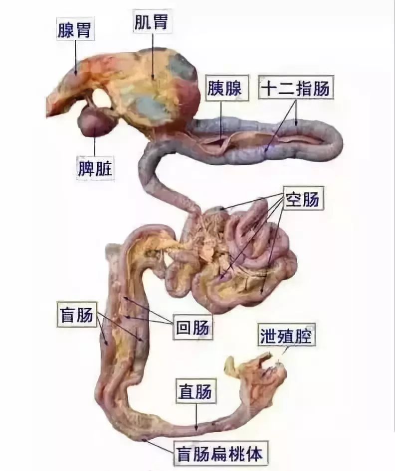 【了解鸡,才能养好鸡】鸡的消化系统的特点