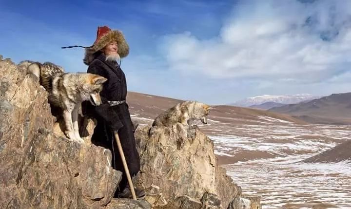 【圖集】蒙古稀有的原生犬 未分類 第25張