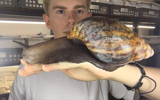 蜗牛可以吃吗怎么吃