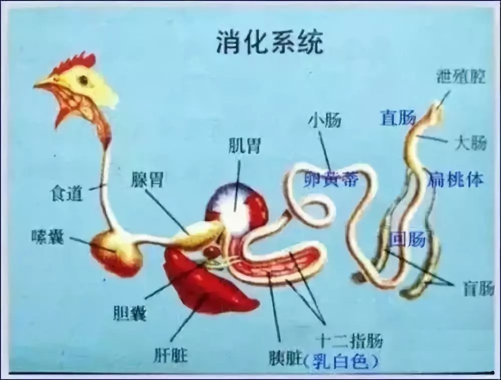 鸡的消化系统包括口,咽,食道,嗉囊,腺胃肌胃,十二指肠,空肠,回肠,盲肠