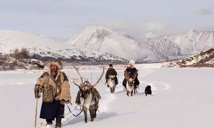 【圖集】蒙古稀有的原生犬 未分類 第22張