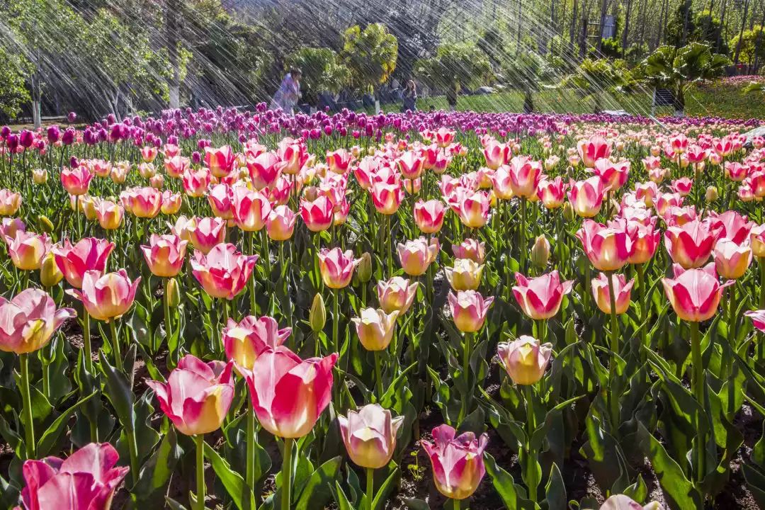 今年春节来西昌吧 我在邛海国家湿地景区等你!