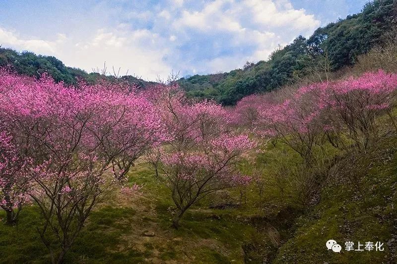 奉化这里的一整片梅花开了,美的让人窒息