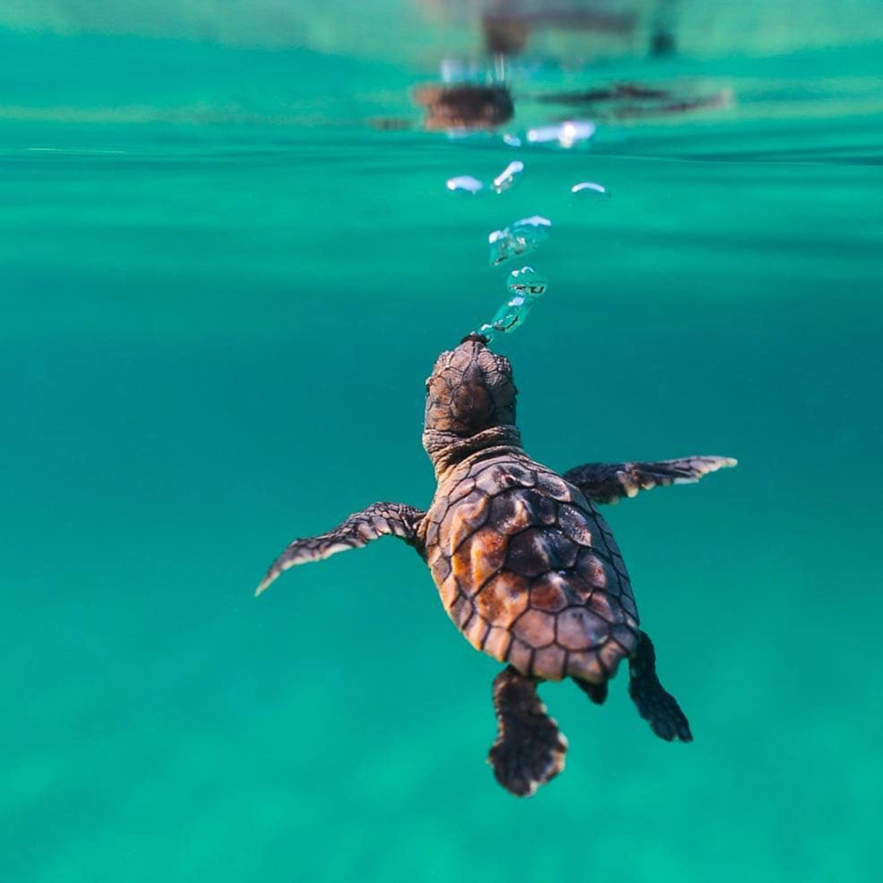 摄影欣赏:大海中的小海龟,"冒泡"的样子超可爱
