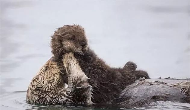 水獺媽媽抱著孩子取暖不讓他毛濕掉超感人，這個媽媽很不一樣！ 親子 第3張