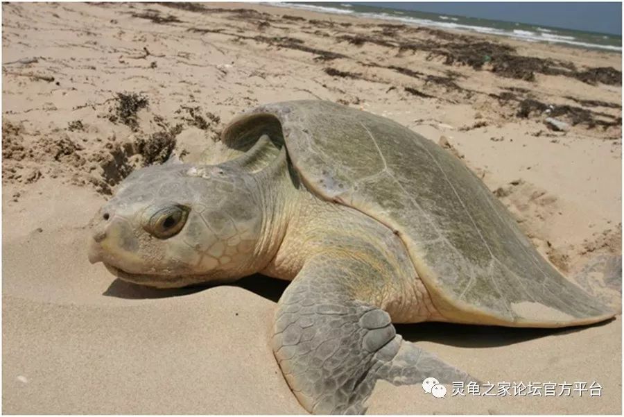 最小的海龟--肯氏海龟斑鳖的生活习性极为隐秘,它们生活在地形复杂的