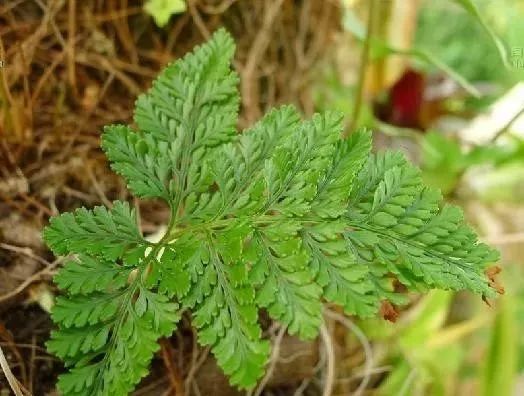 牙痛,牙开裂,1味草药漱口2天就好,比看牙医还好使,早知早好