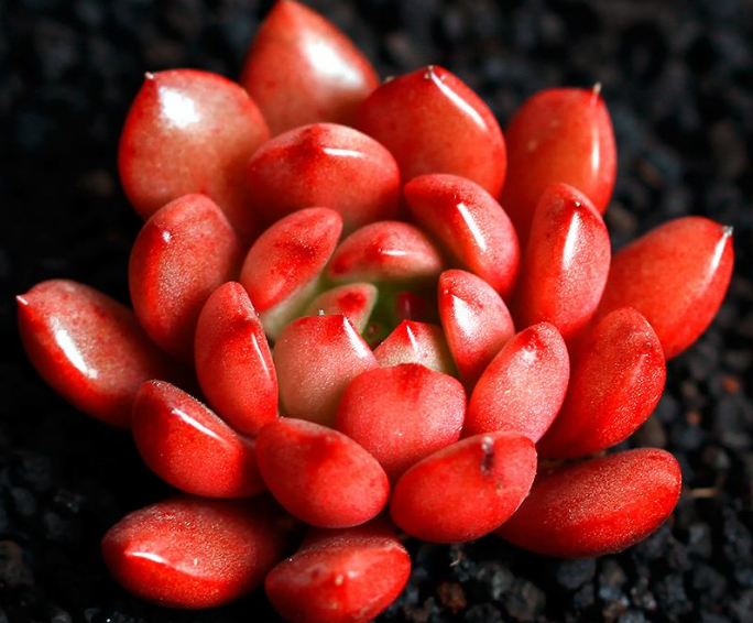 景天属和拟石莲花属杂交的多肉植物大普货,光听名字就知道它是红色系