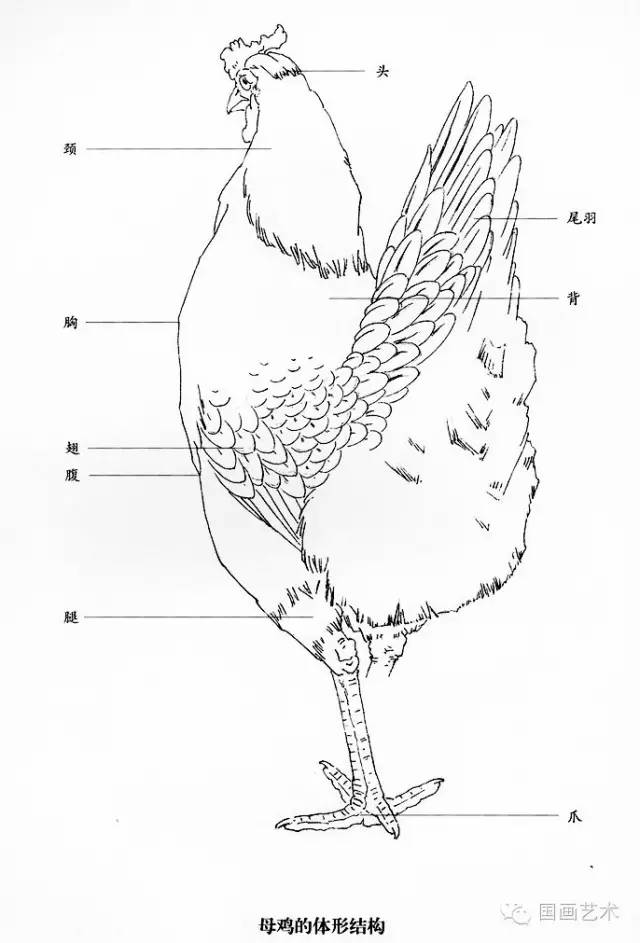 聚焦100幅国画公鸡太美太全了附教程画法