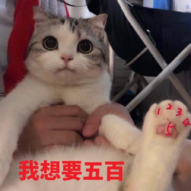 猫咪拜年表情包恭喜发财红包拿来