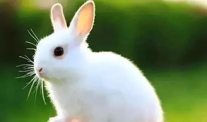 小兔的耳朵长长的,小兔一听到轻微的声音,耳朵马上立起来,等没有声音