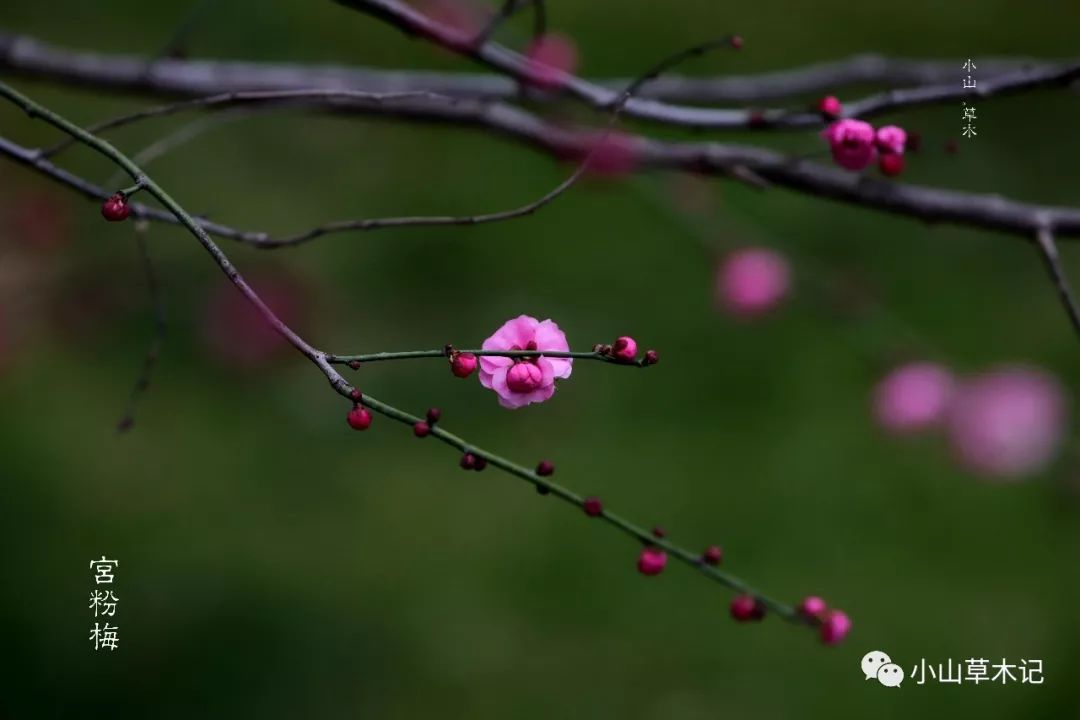 江南无所有聊赠一枝春