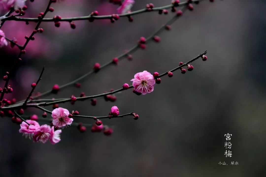 江南无所有聊赠一枝春