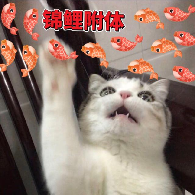 猫咪拜年表情包恭喜发财红包拿来