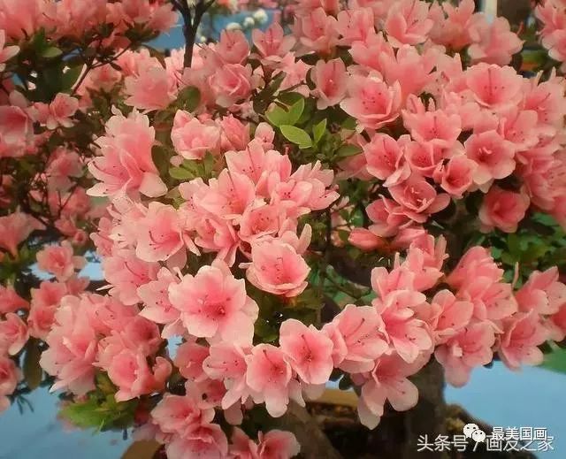 国画素材丨杜鹃花,想想都入画!