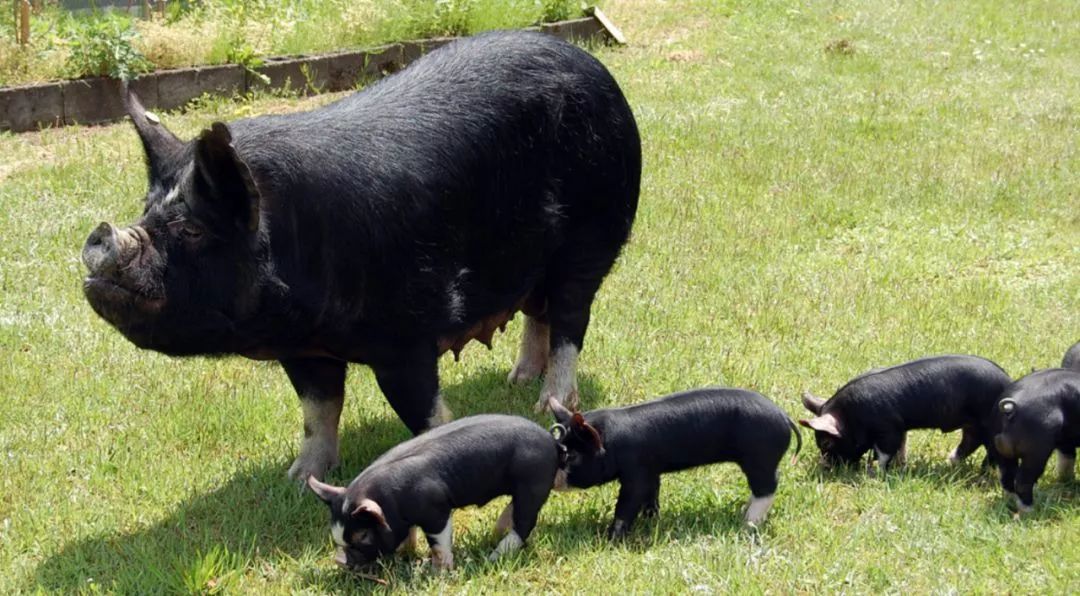 西班牙伊比利亚黑猪生活在广阔,纯生态的地中海丛林地带或原始森林