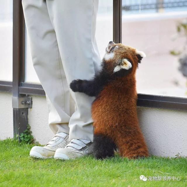 小熊猫超萌望奶爸求抱抱可奶爸熟视无睹小熊猫你即将失去你的宝宝