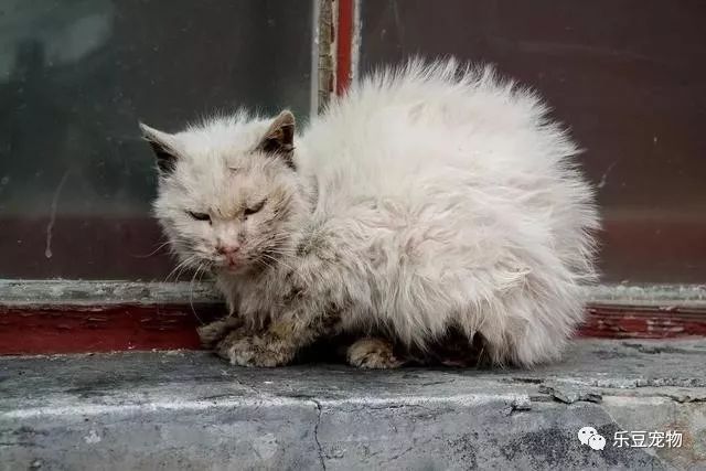 冬天才過一半，我就見到了16只流浪動物的屍體…… 未分類 第14張