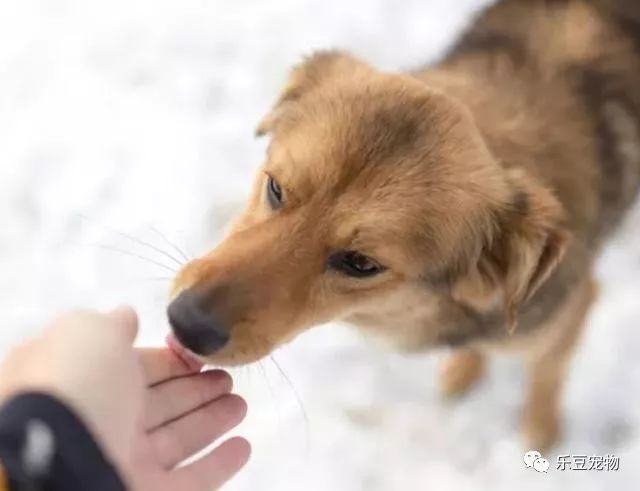 冬天才過一半，我就見到了16只流浪動物的屍體…… 寵物 第6張