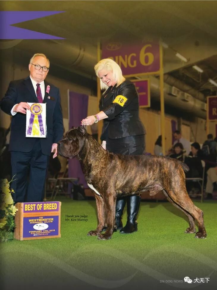 西敏寺犬展纪录之工作犬组——2019年西敏寺犬展倒计时!