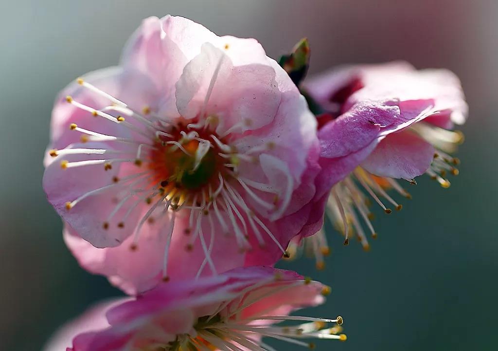 冬季最美的花是梅花