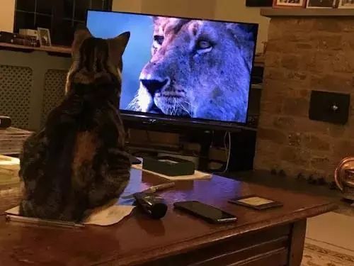 網友表示，當電視播出記錄片大貓專題時，家裡的貓都不淡定了 搞笑 第3張