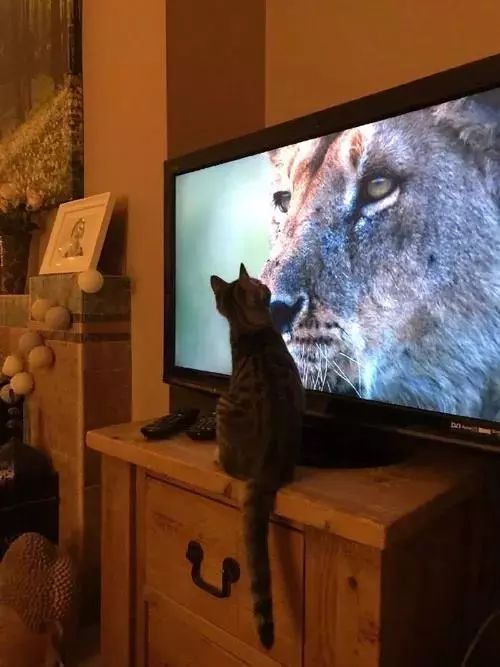 網友表示，當電視播出記錄片大貓專題時，家裡的貓都不淡定了 搞笑 第9張