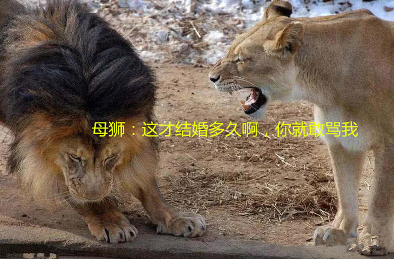 雄獅教訓小獅子，母獅不爽怒吼老公，沒想到雄獅的表情笑噴眾人 未分類 第4張