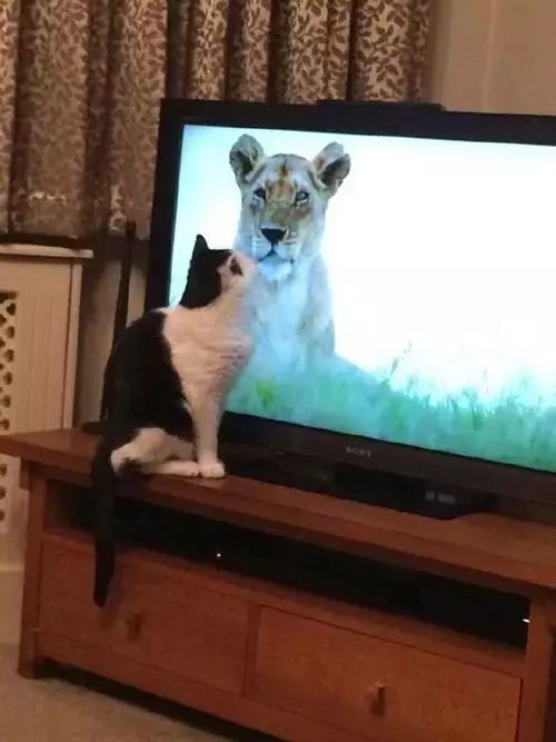 網友表示，當電視播出記錄片大貓專題時，家裡的貓都不淡定了 搞笑 第4張