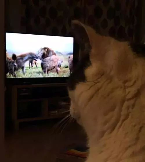 網友表示，當電視播出記錄片大貓專題時，家裡的貓都不淡定了 搞笑 第7張