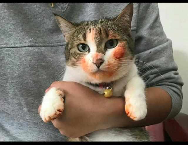 貓偷吃了龍蝦，結果臉都被染成紅顏色了！貓：只是塗個腮紅而已！ 寵物 第3張