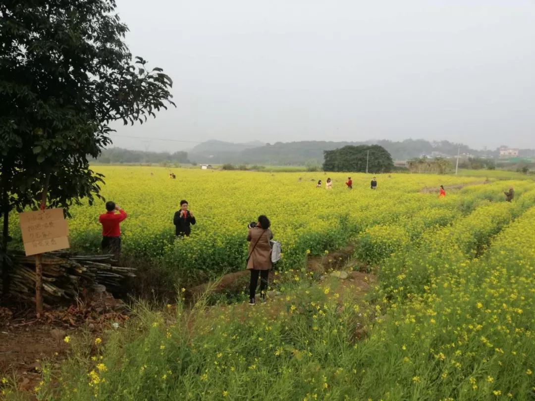 英德唐屋村油菜花田拍照5元自觉交费