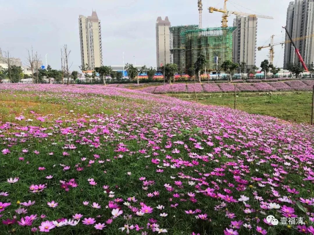 福清三大花海就能满足你